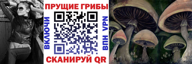 что такое   Петрозаводск  Галлюциногенные грибы Psilocybine cubensis 